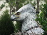 2010_07_Hippogriff7